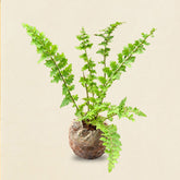 Petticoat Fern