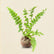 Petticoat Fern