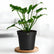 Philodendron Xanadu