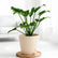 Philodendron Xanadu