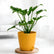 Philodendron Xanadu