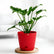 Philodendron Xanadu