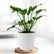 Philodendron Xanadu