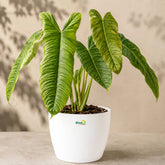 philodendron sharoniae