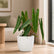 Philodendron Billietiae