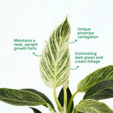 philodendron birkin care