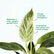 philodendron birkin care