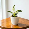Philodendron Birkin
