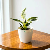 Philodendron Birkin