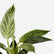 Philodendron Birkin
