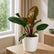 Philodendron Cardinal Black