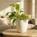 Philodendron Domesticum