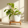 Philodendron Domesticum