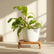 Philodendron Domesticum