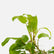 Philodendron Domesticum