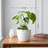 Philodendron Gloriosum