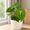 Philodendron Gloriosum