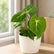 Philodendron Gloriosum