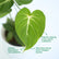 Philodendron Gloriosum