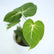 Philodendron Gloriosum