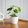 Philodendron Gloriosum