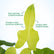 Philodendron Golden Violin