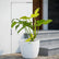 Philodendron Golden Violin