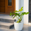 Philodendron Golden Violin