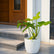 Philodendron Golden Violin