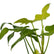 Philodendron Golden Violin