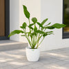 Philodendron Joepii
