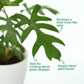 philodendron plants