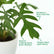 philodendron plants