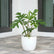 philodendron mayoi
