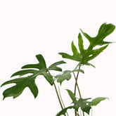 philodendron mayoi plant