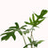 philodendron mayoi plant