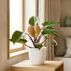 Philodendron Pink Princess