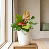 Philodendron Prince of Orange