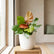 Philodendron Prince of Orange