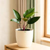 Philodendron Red Congo