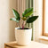 Philodendron Red Congo