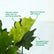 Philodendron Selloum