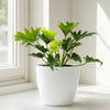Philodendron Selloum