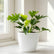 Philodendron Selloum