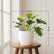 Philodendron Selloum