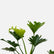 Philodendron Selloum