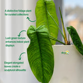 philodendron sharoniae plant