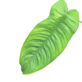 philodendron sharoniae leaf