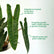 Philodendron Billietiae