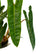 Philodendron Billietiae
